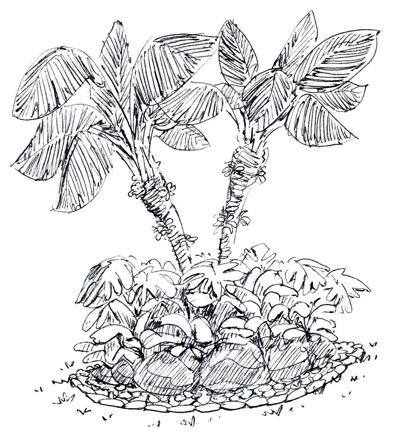 Banana palm island