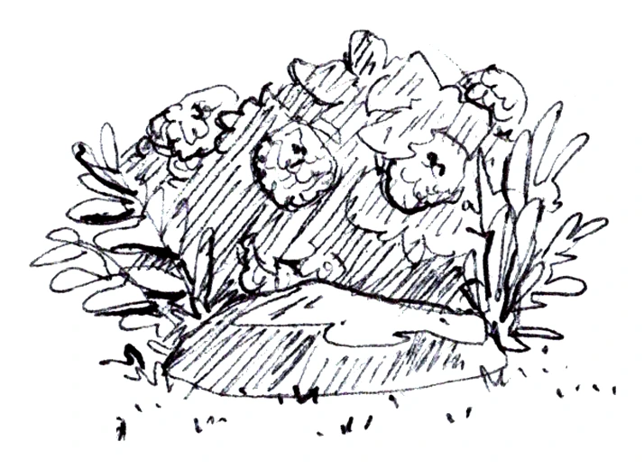 Flowering rock bed