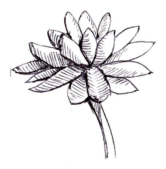 Lotus flower