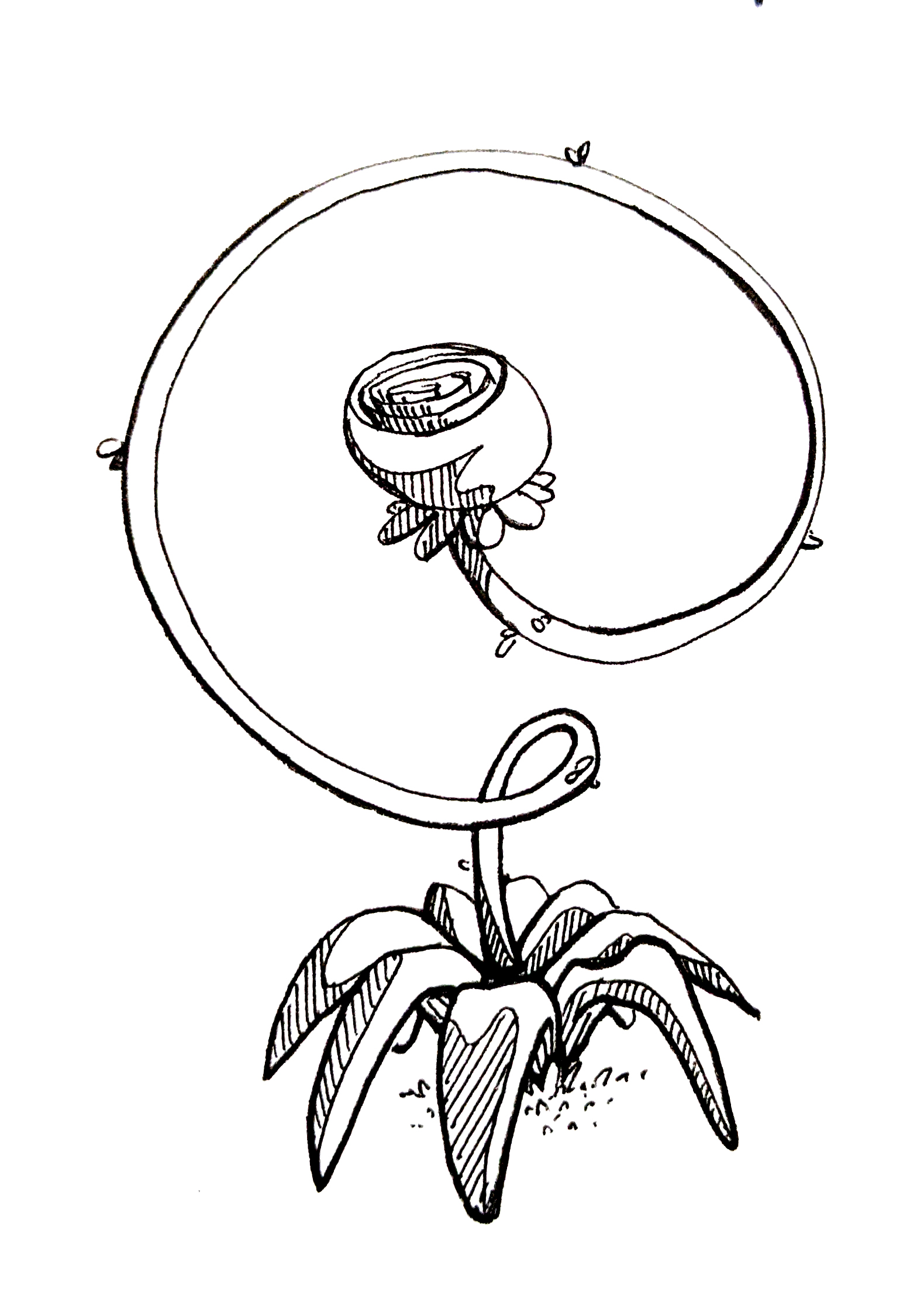 Plant study
