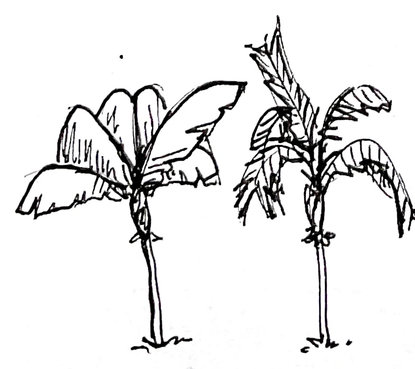Banana plants study