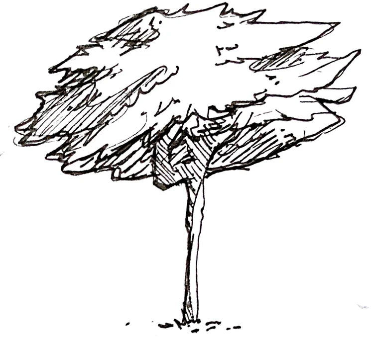 Windswept tree study