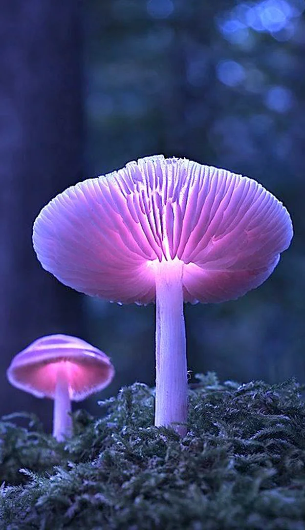 Moodboard reference: bioluminescent mushrooms glowing violet in a dark forest