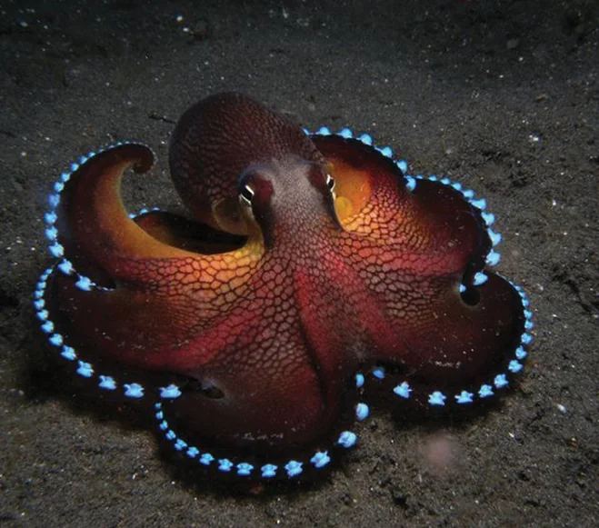 Moodboard reference: an octopus ringed with bioluminescent blue dots