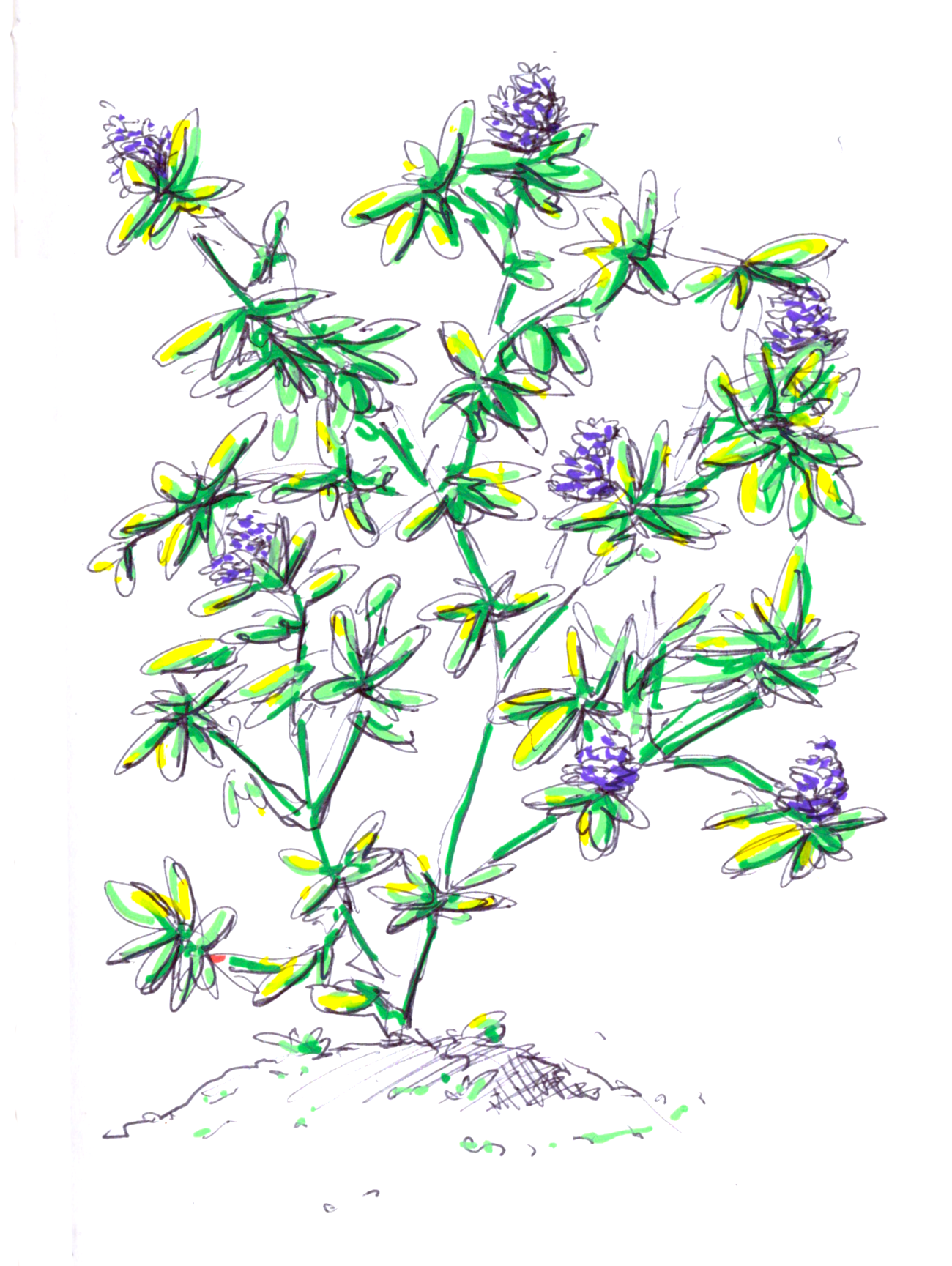 Plant study