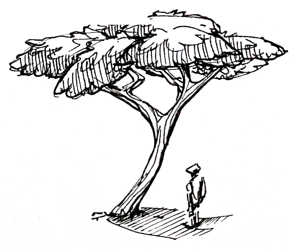 Umbrella acacia study