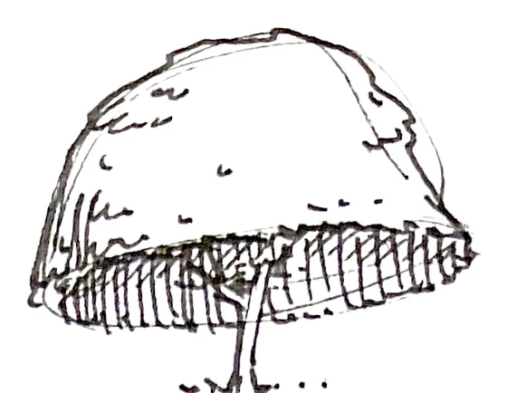 Dome tree study