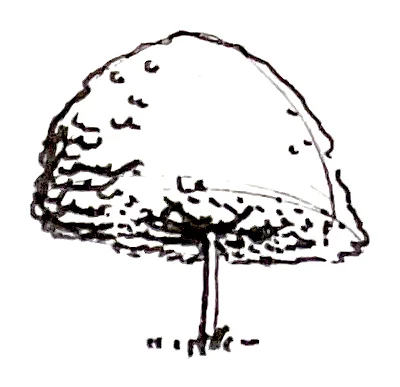 Round tree study